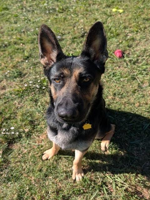 Photo of Big Mac, adoptable German Shepherd Dog in Plano, Texas