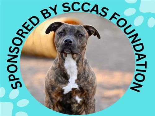 Photo of Gruffi, adoptable Pit Bull Terrier in Santa Cruz, California