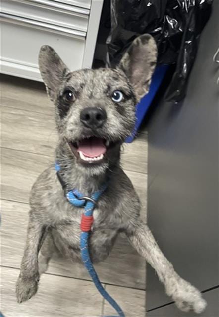 Photo of Sparrow, adoptable Australian Cattle Dog/Blue Heeler in Redlands, California
