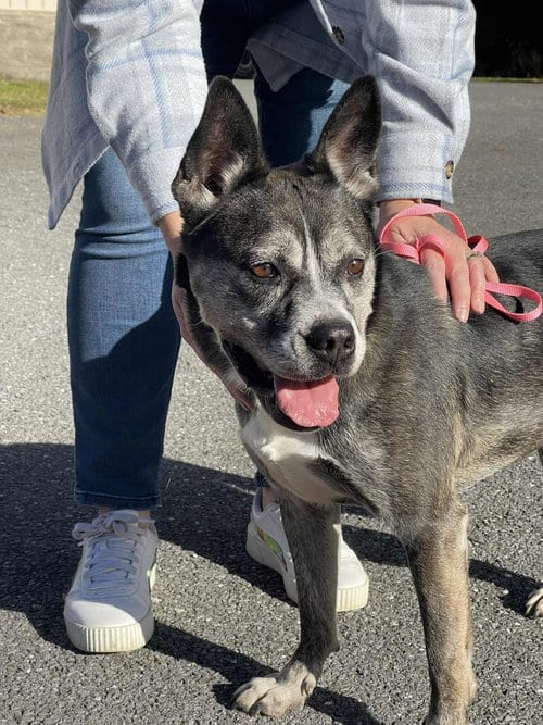 Photo of Bear, adoptable Pit Bull Terrier in Low Moor, Virginia