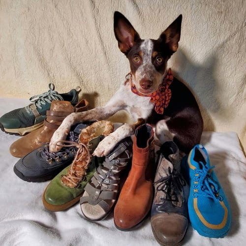 Photo of Shoe, adoptable Cattle Dog in Fresno, California