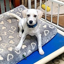 Photo of Boggie, adoptable Terrier (Unknown Type, Medium) in Santa Clarita, California