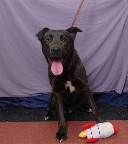 Photo of Arlo, adoptable Labrador Retriever in Ukiah, California