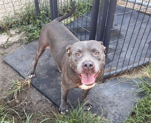 Photo of Drizzy, adoptable Staffordshire Bull Terrier in Houston, Texas