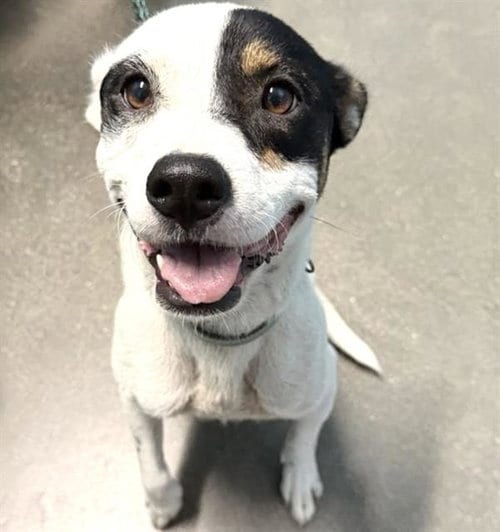Photo of Jackie, adoptable Dalmatian in Houston, Texas