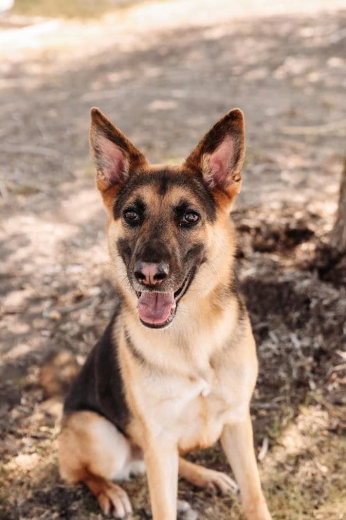 Photo of Bear-$75, adoptable German Shepherd Dog in Rockwall, Texas