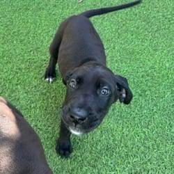 Photo of Dior 6860, adoptable Great Dane in Loxahatchee, Florida