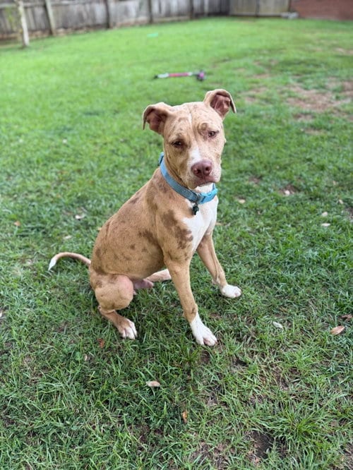 Photo of Beauregard, adoptable Catahoula Leopard Dog in Mobile, Alabama