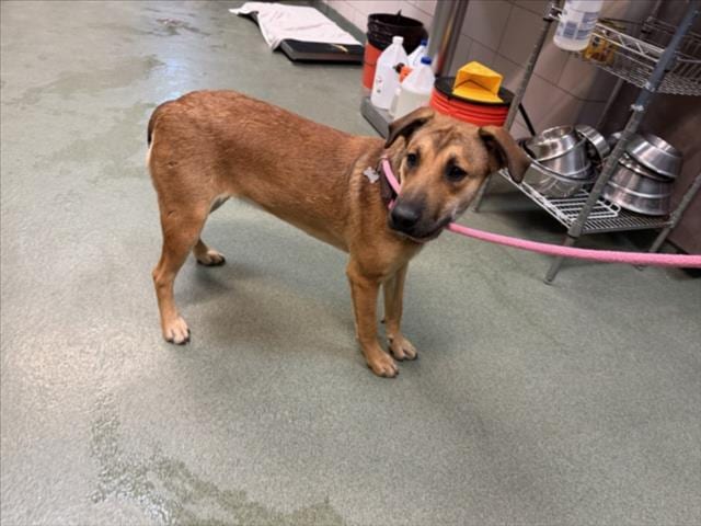 Photo of Copper, adoptable Mixed Breed in Santa Fe, New Mexico
