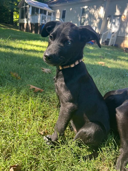 Photo of Frannie, adoptable Hound in Mooresville, North Carolina