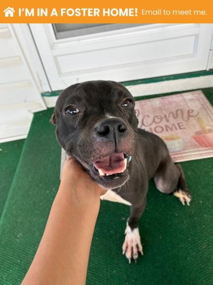 Photo of Yuki, adoptable dog in Baltimore, Maryland
