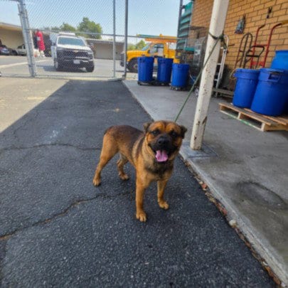 Photo of Shaggy, adoptable Boxer in Los Angeles, California