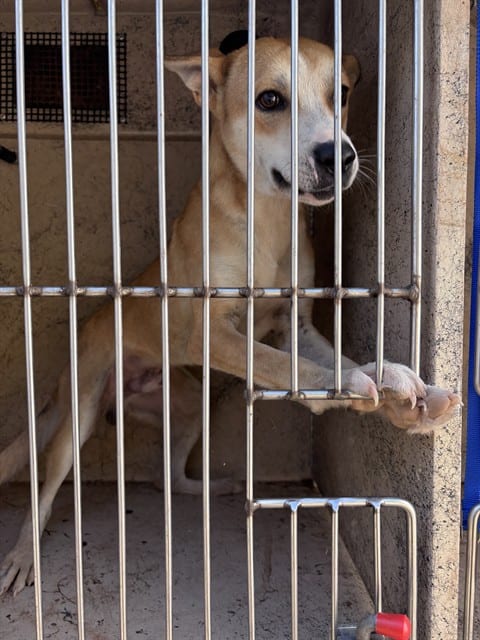 Photo of Senior Carolina Dog mix, adoptable Carolina Dog mix in Oklahoma City, Oklahoma