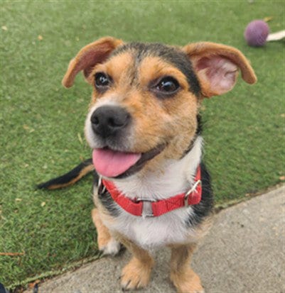 Photo of Gracie, adoptable Terrier in Hayward, California