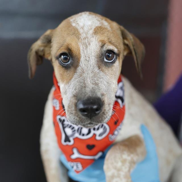 Photo of Dulce D Leshay, adoptable dog in San Antonio, Texas