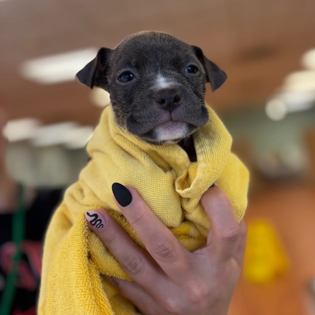 Photo of Autumn, adoptable Mixed Breed (Medium) in Ohio, Ohio