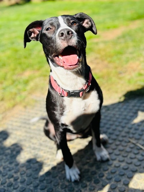 Photo of Sissy, adoptable Labrador Retriever in Elizabethtown, Pennsylvania