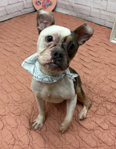 Photo of Archdale, adoptable Bulldog in Detroit, Michigan