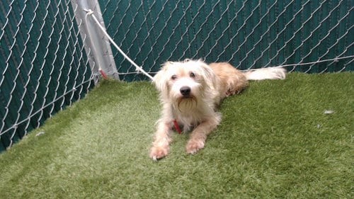 Photo of Max, adoptable Maltese in Downey, California