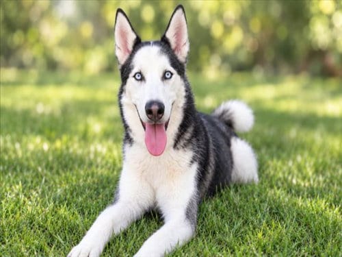 Photo of Apollo, adoptable Siberian Husky in San Pedro, California