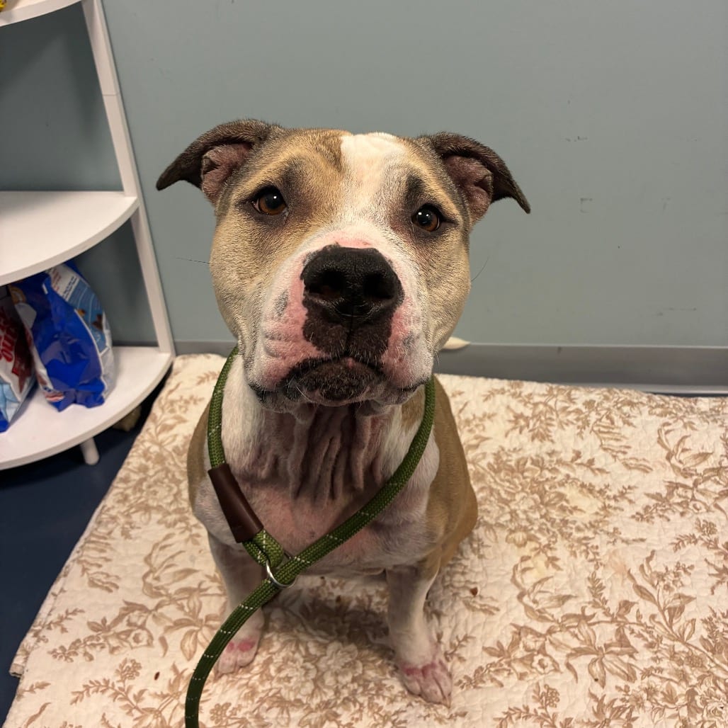 Photo of Sandy, adoptable Terrier, Pit Bull in Greensboro, North Carolina