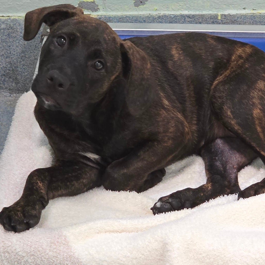 Photo of Baby, adoptable Hound, Plott in East Hanover, New Jersey