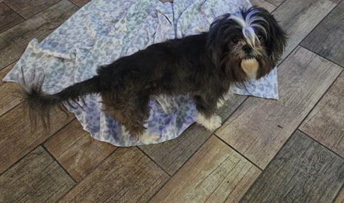 Photo of Buzz, adoptable Shih Tzu in San Antonio, Texas