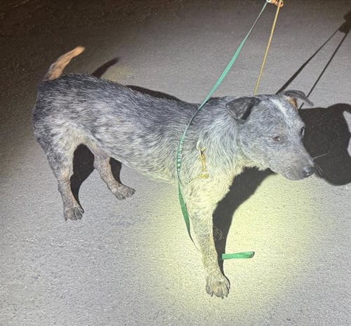 Photo of A830122, adoptable Australian Cattle Dog/Blue Heeler in San Antonio, Texas