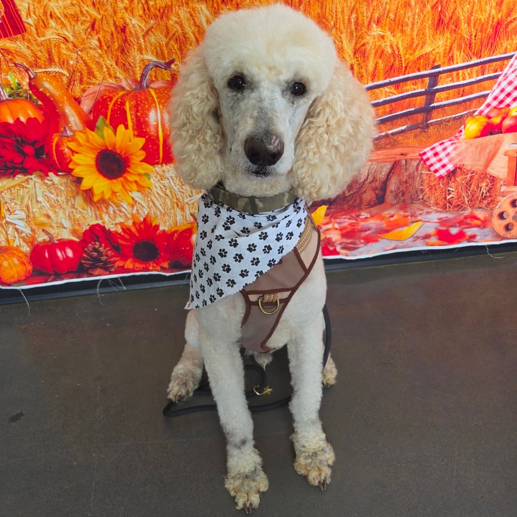 Photo of Landon, adoptable Poodle, Standard in Normal, Illinois