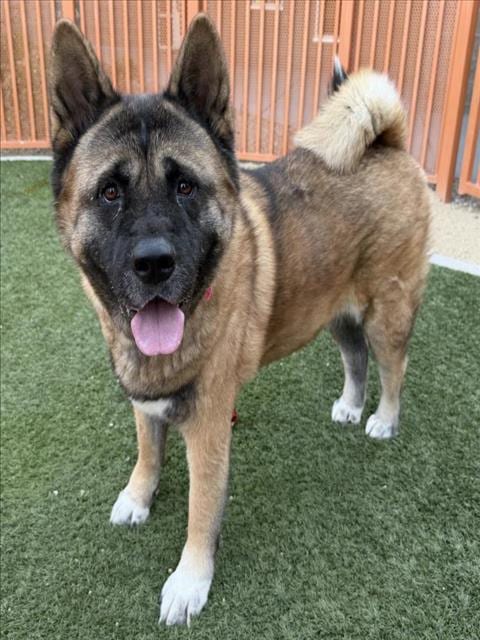 Photo of Cinnamon, adoptable Akita in Las Vegas, Nevada