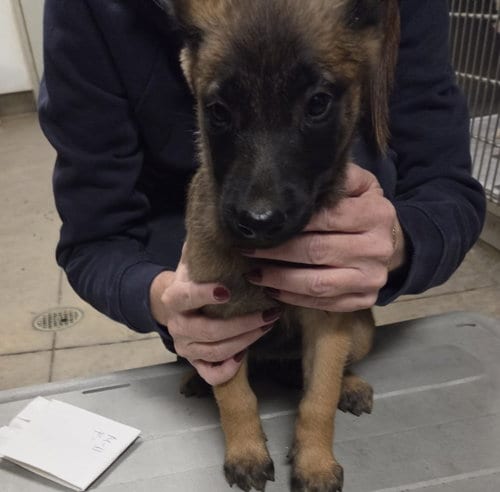 Photo of Dominic, adoptable German Shepherd Dog in Van Nuys, California