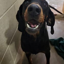 Photo of Sugar, adoptable Hound (Unknown Type) in North Haven, Connecticut