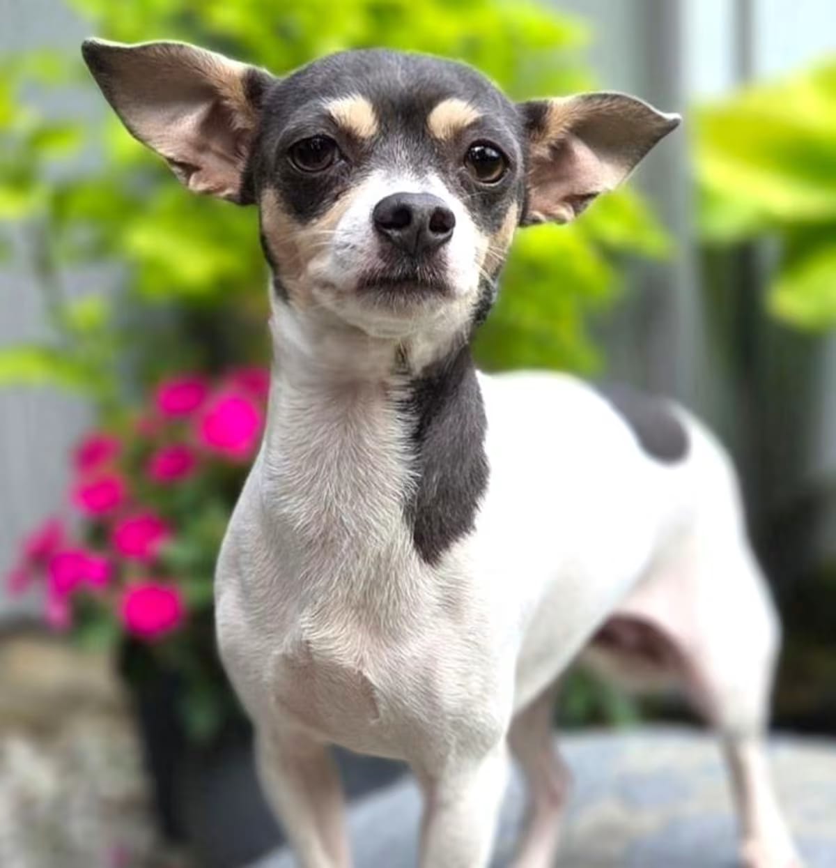 Photo of Dottie, adoptable Chihuahua in Bridgeton, Missouri