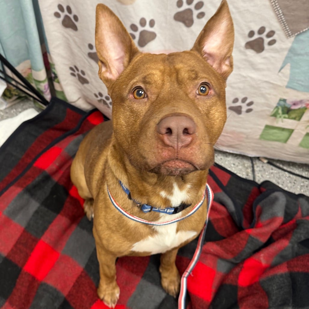 Photo of Whiskey, adoptable Terrier, Pit Bull in Henderson, Nevada