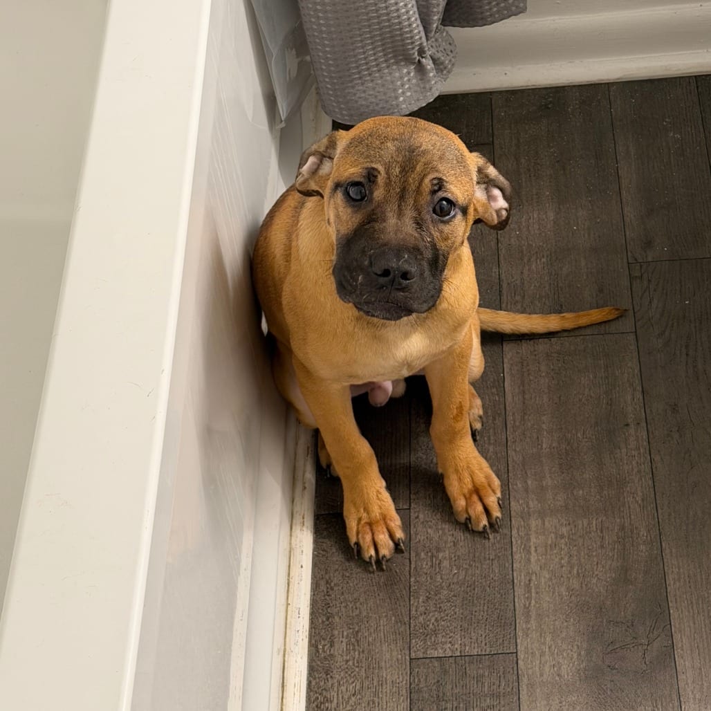 Photo of Johnny, adoptable Terrier, Bull in Greensboro, North Carolina