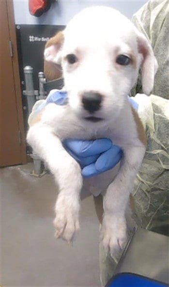 Photo of Toe, adoptable Chihuahua in Phoenix, Arizona