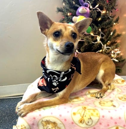 Photo of Cooper, adoptable Chihuahua, Short Coat/Pomeranian in Bakersfield, California