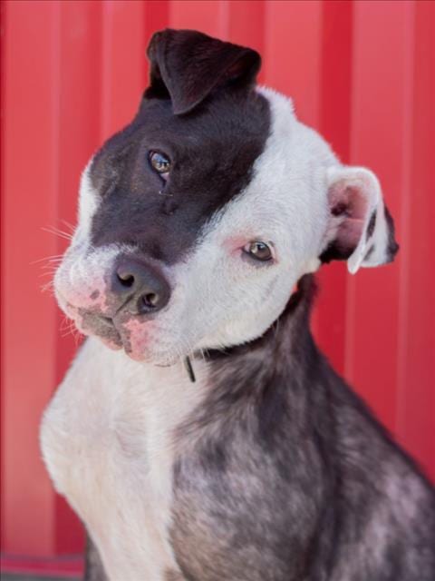 Photo of Lilo, adoptable Pit Bull Terrier in Tracy, California