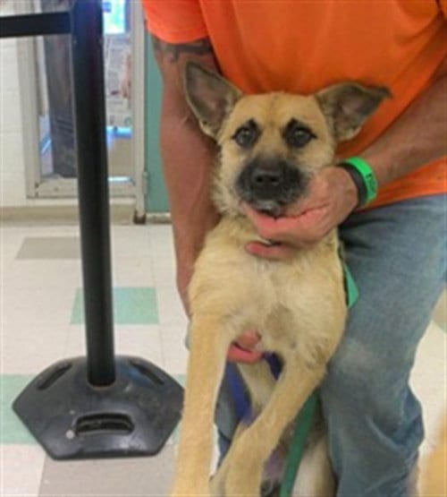 Photo of A481805, adoptable Black Mouth Cur in Oklahoma City, Oklahoma