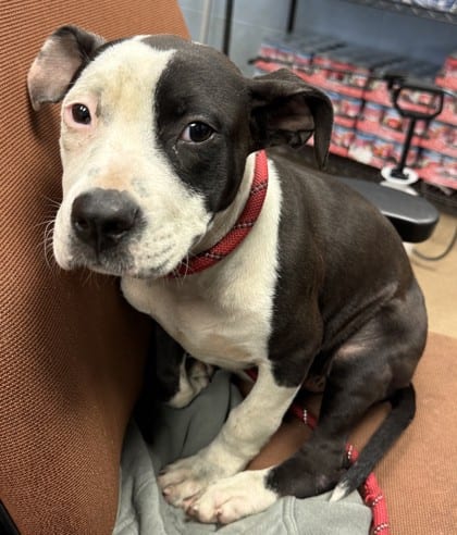 Photo of Kissimee - IN FOSTER, adoptable dog in Chamblee, Georgia