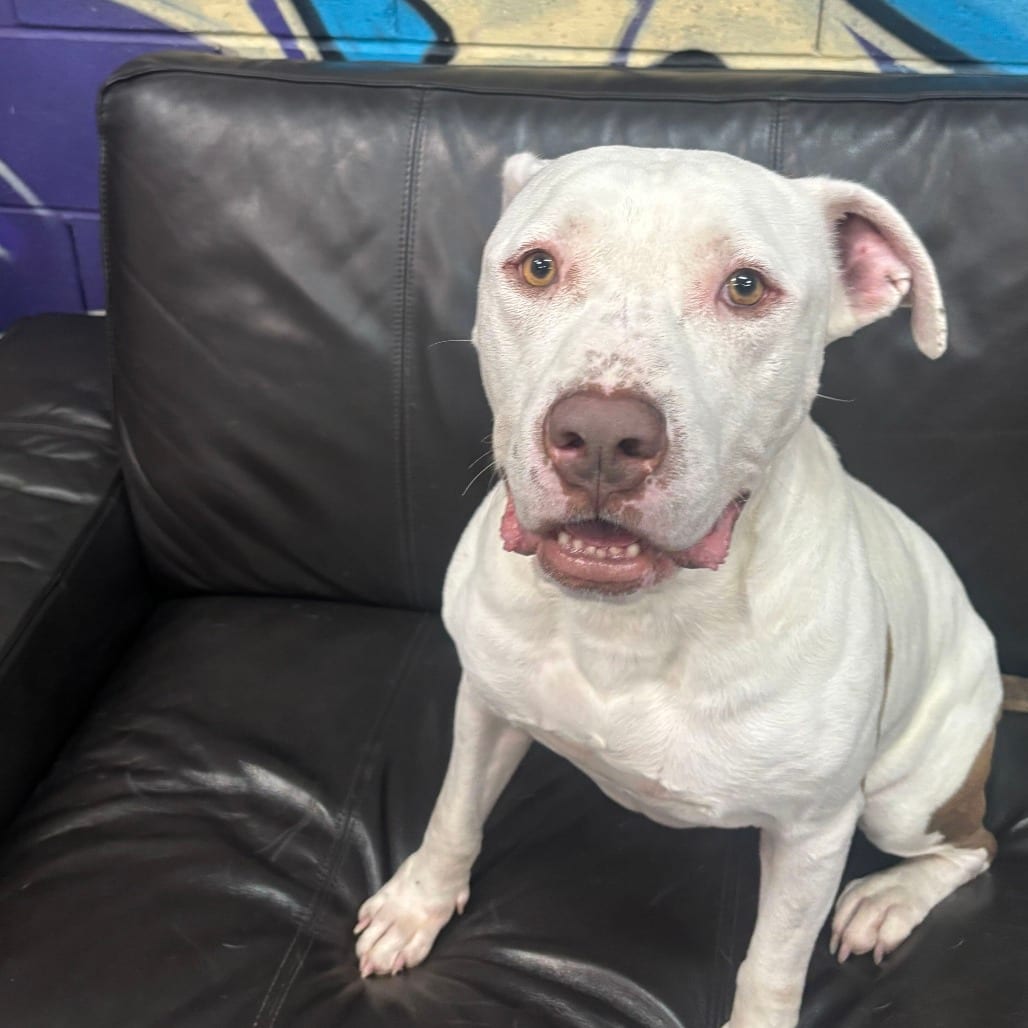 Photo of Tank, adoptable Terrier, American Pit Bull in California, California