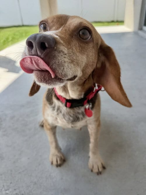 Photo of Asia, adoptable Beagle in Dunnellon, Florida