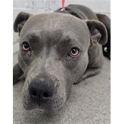 Photo of Bubbles, adoptable American Pit Bull Terrier in San Bernardino, California