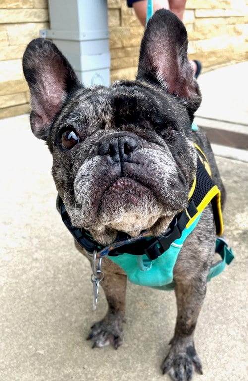 Photo of Bonnie, adoptable French Bulldog in Pittsboro, North Carolina