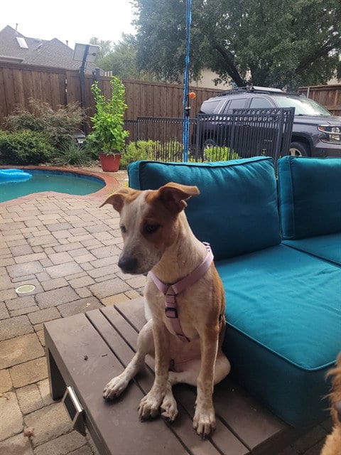 Photo of Patches, adoptable Australian Cattle Dog/Blue Heeler in Plano, Texas