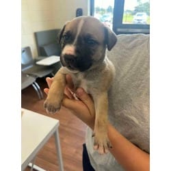 Photo of Oakley, adoptable American Pit Bull Terrier in Baton Rouge, Louisiana