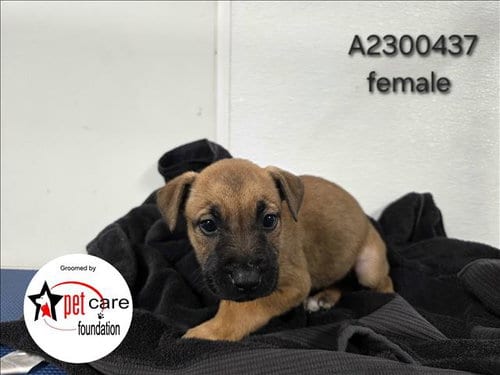 Photo of Squash, adoptable Belgian Shepherd Malinois in Los Angeles, California