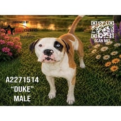 Photo of Duke, adoptable American Pit Bull Terrier Boxer in Chatsworth, California