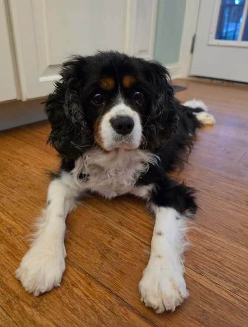 Photo of Shirley - ARR, adoptable Cavalier King Charles Spaniel in Pataskala, Ohio