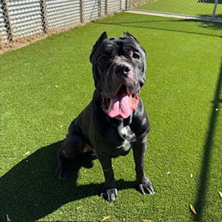 Photo of Moose, adoptable Cane Corso Mastiff in Modesto, California